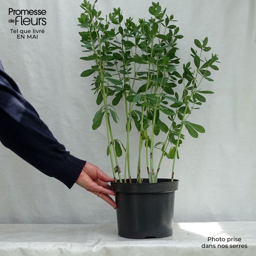 Baptisia Cherries Jubilee - Indaco falso Vaso da 4L/5L esemplare consegnato in primavera