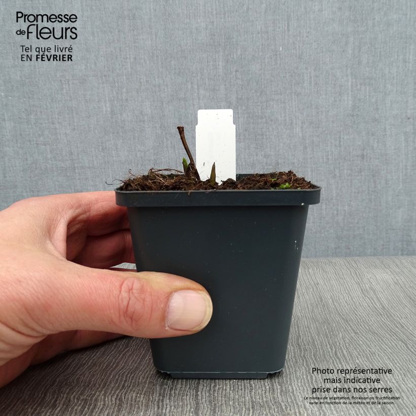 Baptisia Decadence Dark Chocolate - Indaco falso Vasetto da 8/9 cm esemplare consegnato in inverno