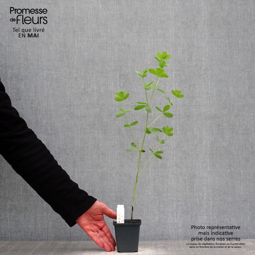 Baptisia Decadence Dark Chocolate - Indaco falso Vasetto da 8/9 cm esemplare consegnato in primavera