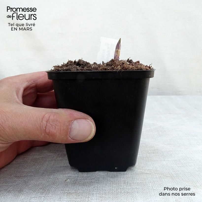 Baptisia Decadence Dutch Chocolate - Indaco falso Vasetto da 8/9 cm esemplare consegnato in inverno