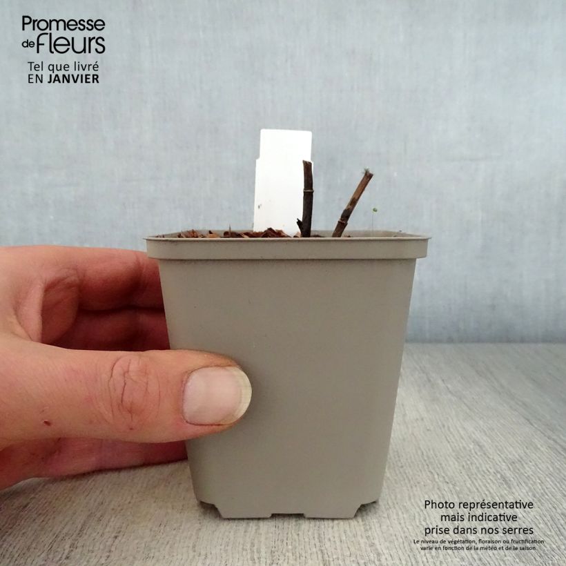 Baptisia Indigo Spires - Indaco falso Vasetto da 8/9 cm esemplare consegnato in inverno