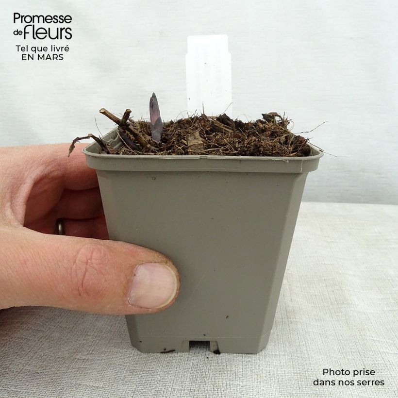 Baptisia Decadence Lemon Meringue - Indaco falso Vasetto da 8/9 cm esemplare consegnato in primavera