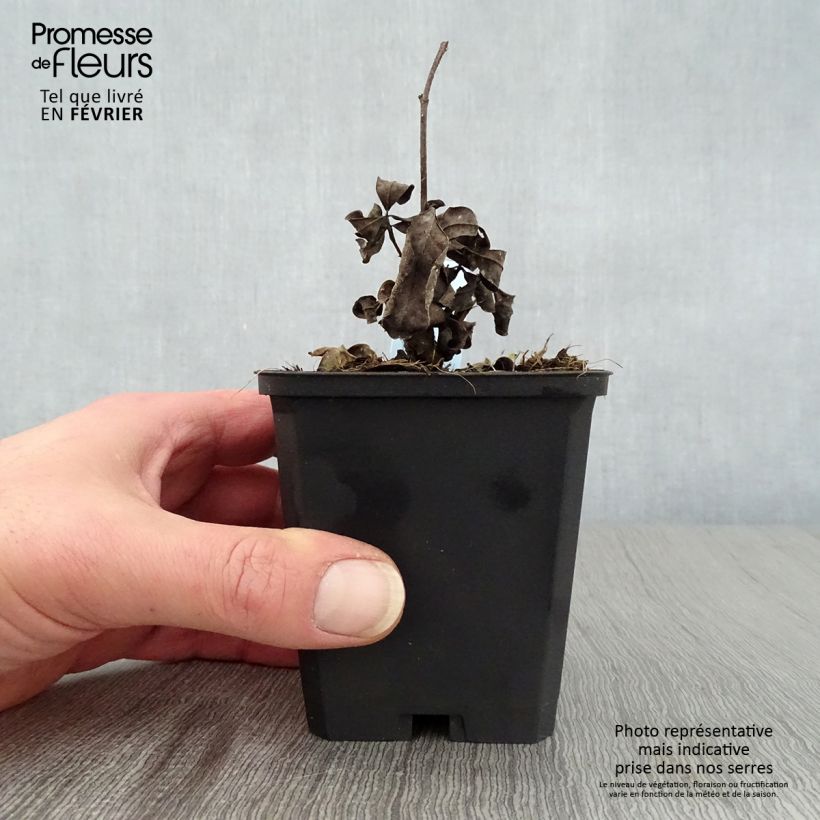 Baptisia Decadence Lemon Meringue - Indaco falso Vasetto da 8/9 cm esemplare consegnato in inverno