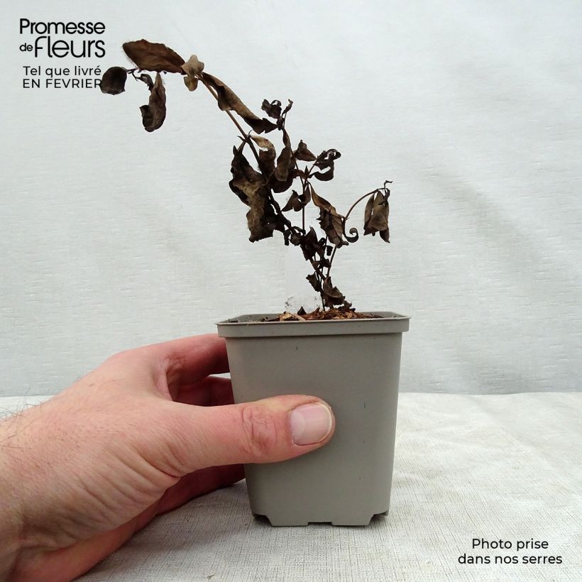 Baptisia Decadence Deluxe Pink Lemonade - Indaco falso Vasetto da 8/9 cm esemplare consegnato in inverno