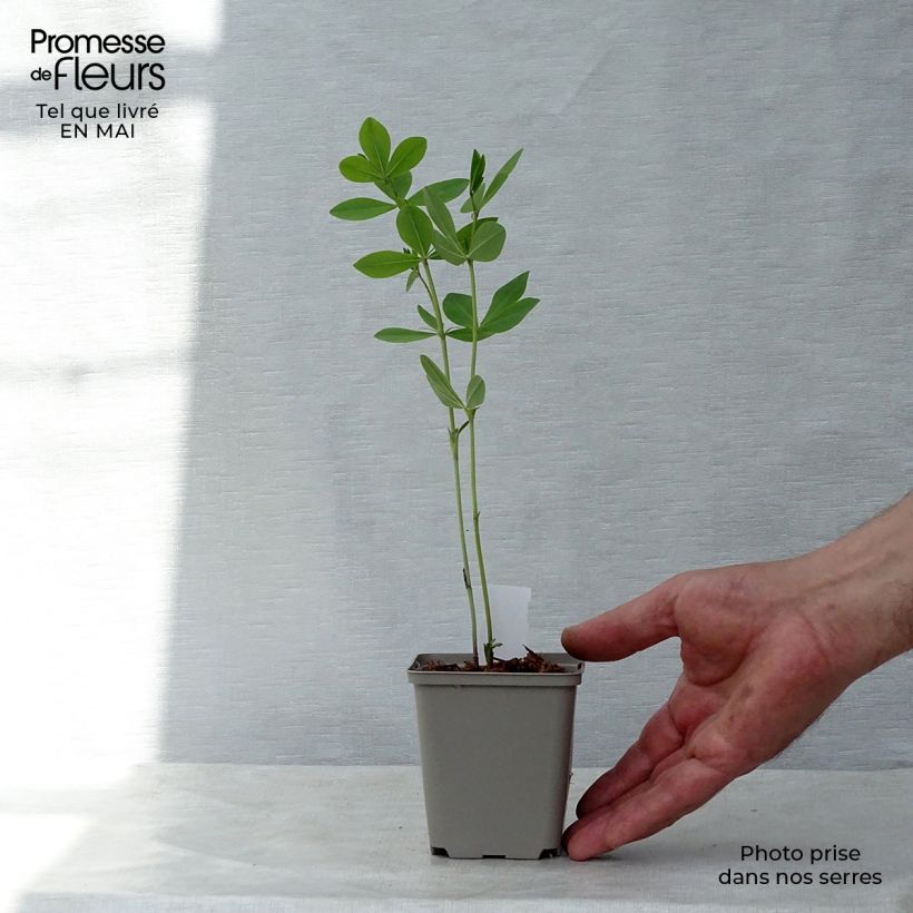 Baptisia Decadence Deluxe Pink Lemonade - Indaco falso Vasetto da 8/9 cm esemplare consegnato in primavera