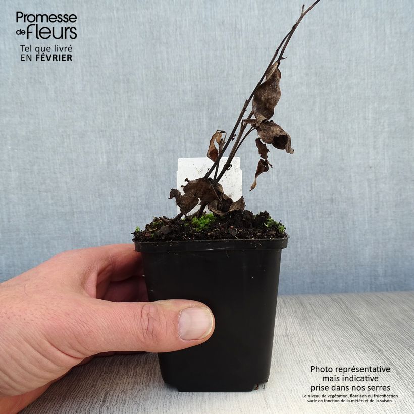 Baptisia Decadence Pink Truffles - Indaco falso Vasetto da 8/9 cm esemplare consegnato in inverno