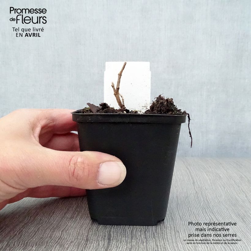 Baptisia Decadence Pink Truffles - Indaco falso Vasetto da 8/9 cm esemplare consegnato in primavera