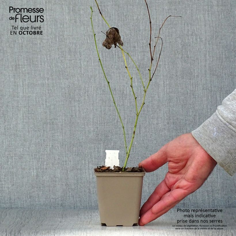 Esemplare di Baptisia Starlite Prairieblues - Indaco falso Vasetto da 8/9 cm come consegnato in autunno