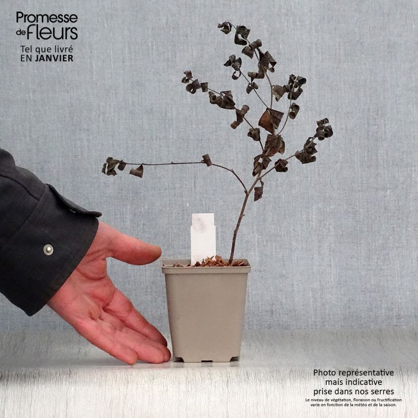 Baptisia Starlite Prairieblues - Indaco falso Vasetto da 8/9 cm esemplare consegnato in inverno