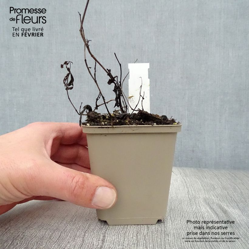 Baptisia Decadence Vanilla Cream - Indaco falso Vasetto da 8/9 cm esemplare consegnato in inverno