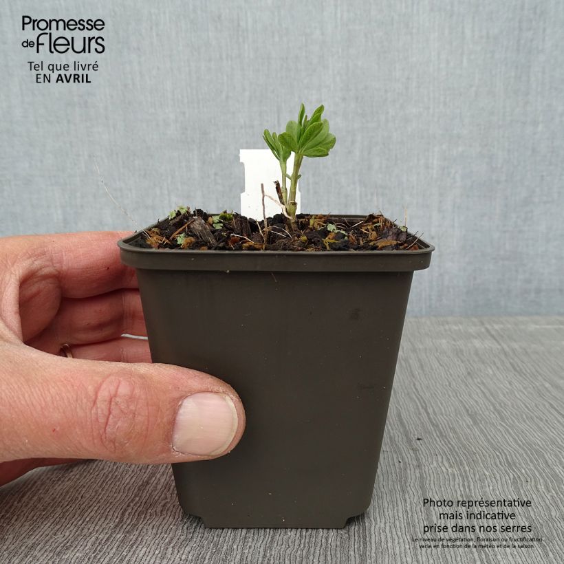 Baptisia Decadence Vanilla Cream - Indaco falso Vasetto da 8/9 cm esemplare consegnato in primavera