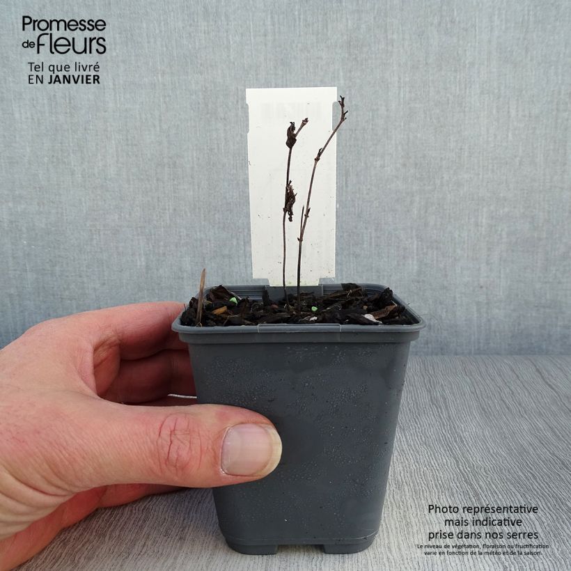 Baptisia alba var. macrophylla Vasetto da 8/9 cm esemplare consegnato in inverno