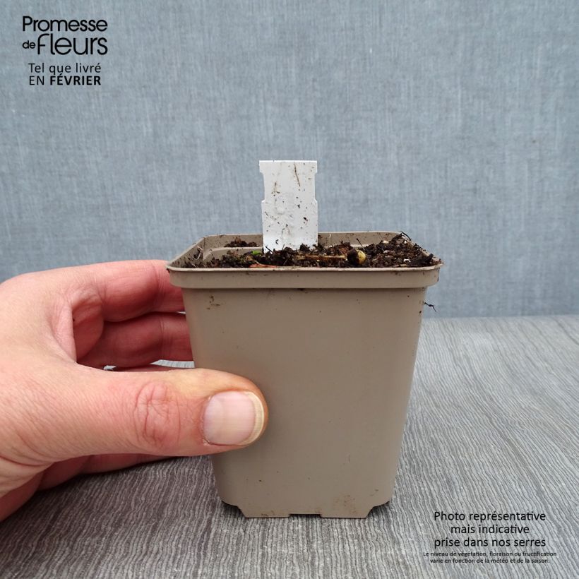 Baptisia albescens Pink Form Vasetto da 8/9 cm esemplare consegnato in inverno