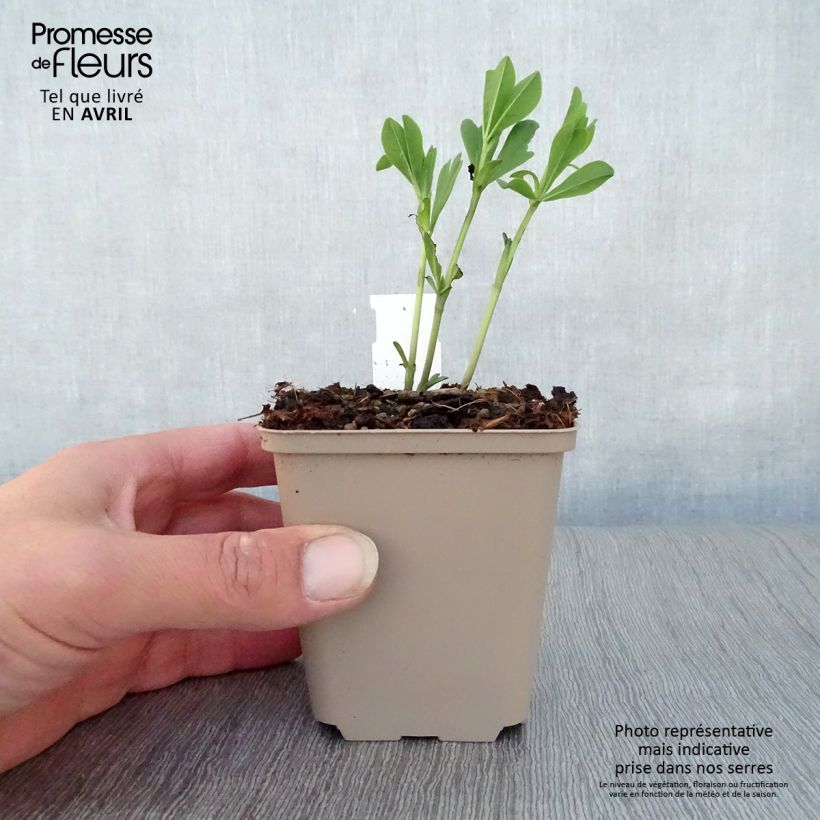 Baptisia australis var. minor Dark Blue - Indaco falso blu Vasetto da 8/9 cm esemplare consegnato in primavera