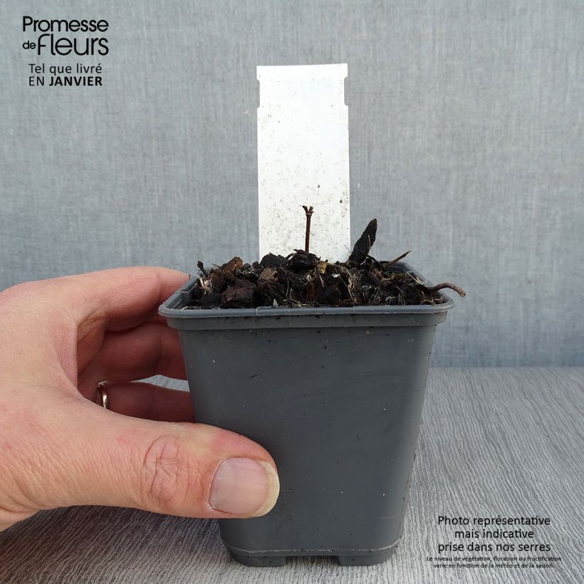 Baptisia bracteata Vasetto da 8/9 cm esemplare consegnato in inverno