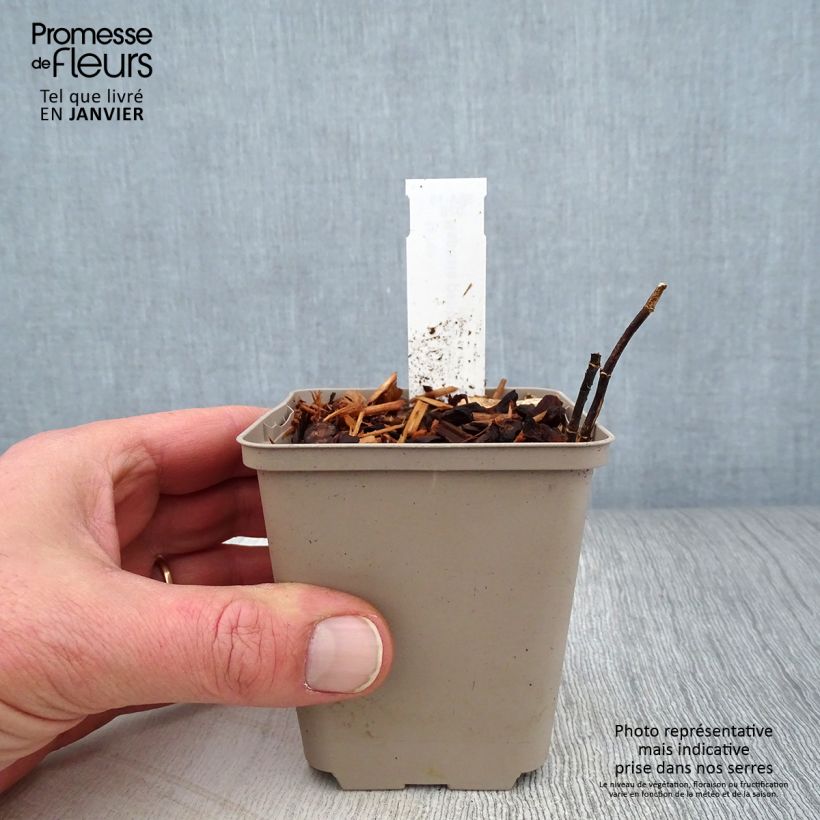 Baptisia alba Vasetto da 8/9 cm esemplare consegnato in inverno