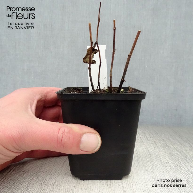 Baptisia sphaerocarpa Vasetto da 8/9 cm esemplare consegnato in inverno