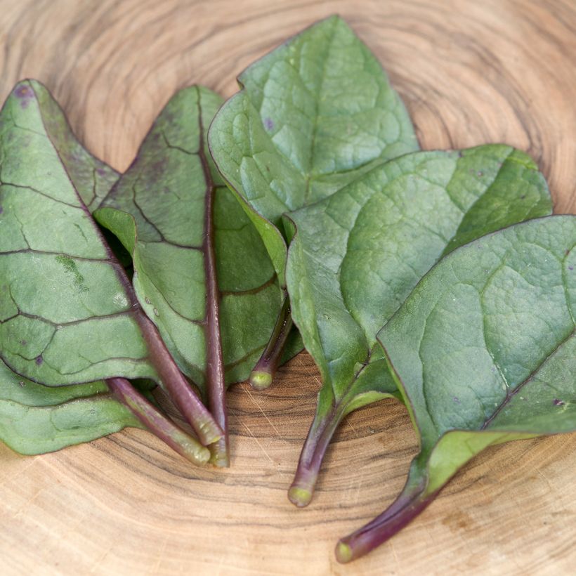Spinacio di Malabar Select Red (Fogliame)