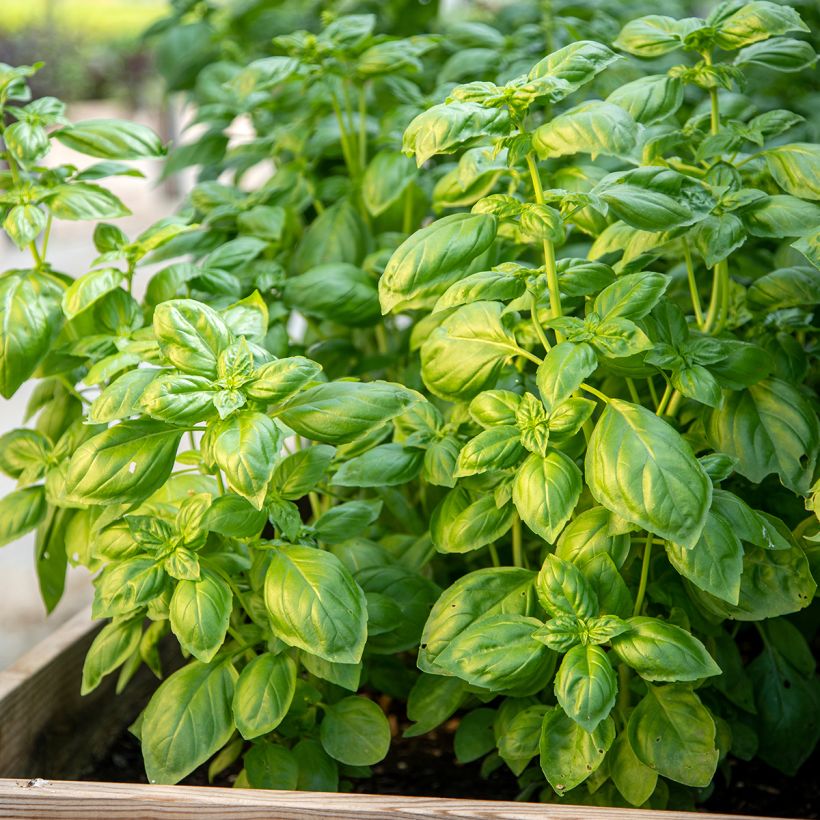 Basilico Genovese (Porto)