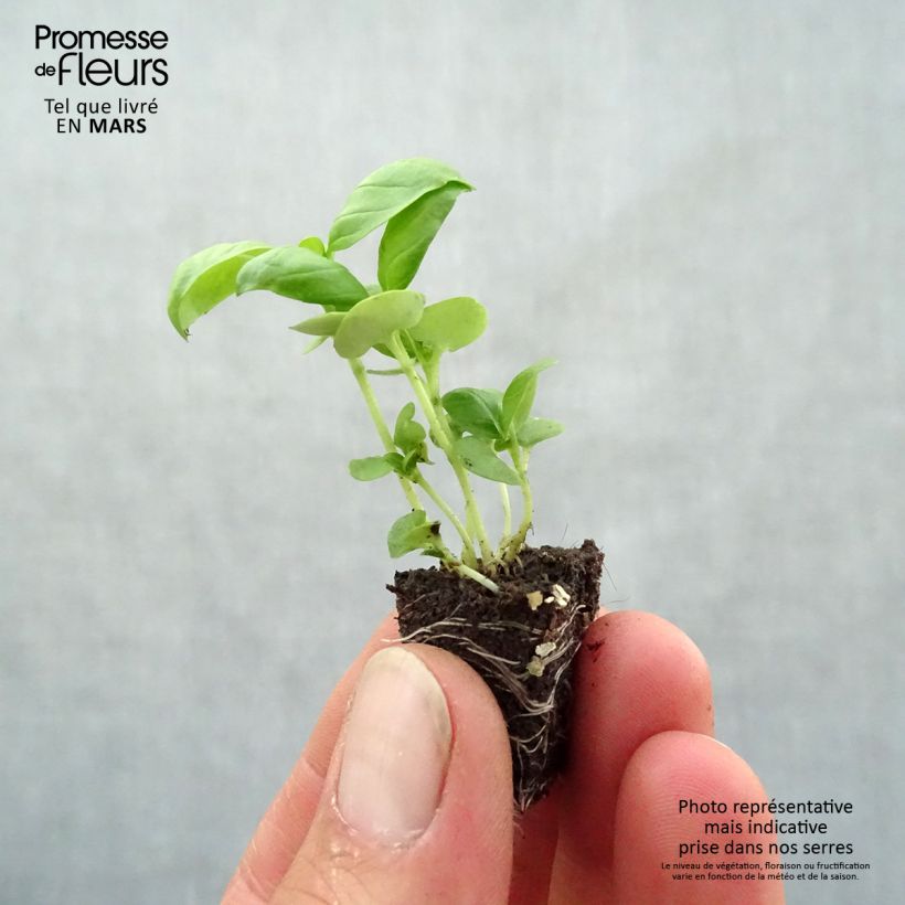 Basilico Grande verde compatto mini zolla... esemplare consegnato in primavera