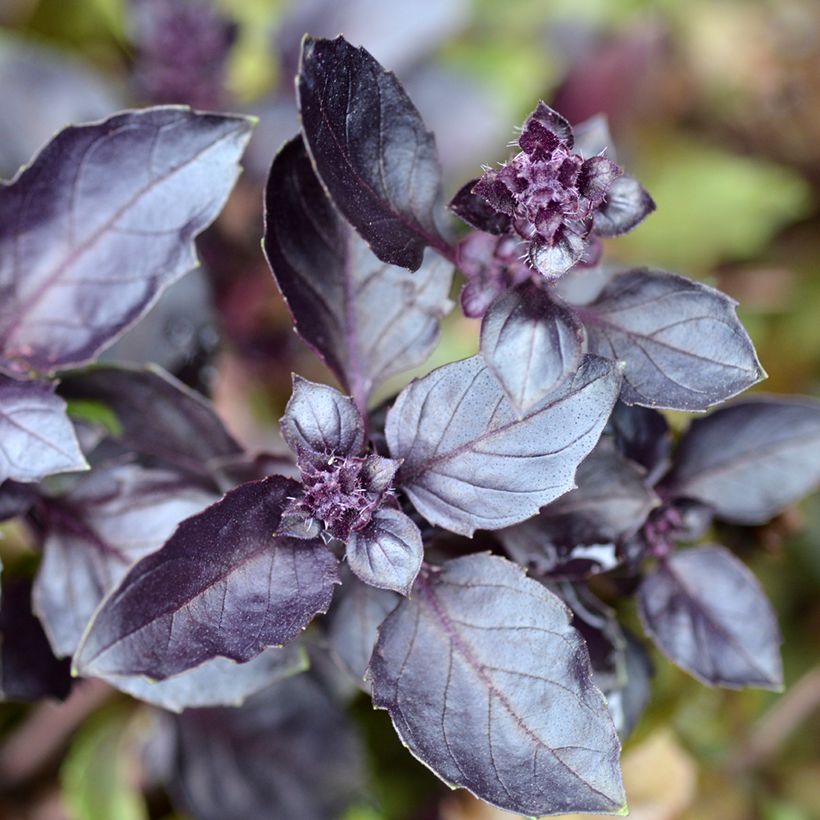 Basilico Dark Opal (Fogliame)