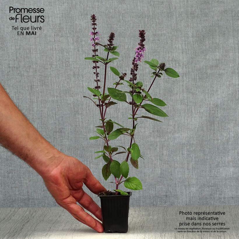 Basilico africano Magic Mountain Vasetto da 7/8 cm esemplare consegnato in primavera