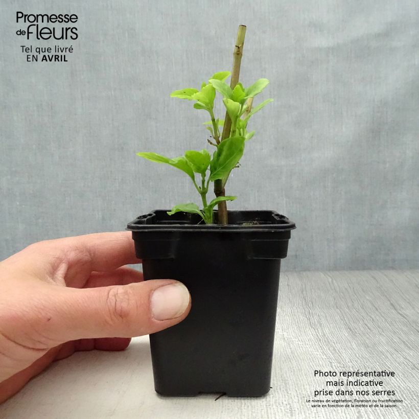 Basilico Selloi Vasetto da 8/9 cm esemplare consegnato in primavera