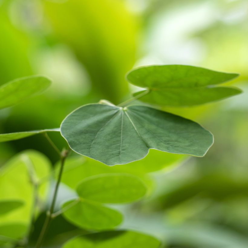 Bauhinia acuminata - Albero delle orchidee (Fogliame)