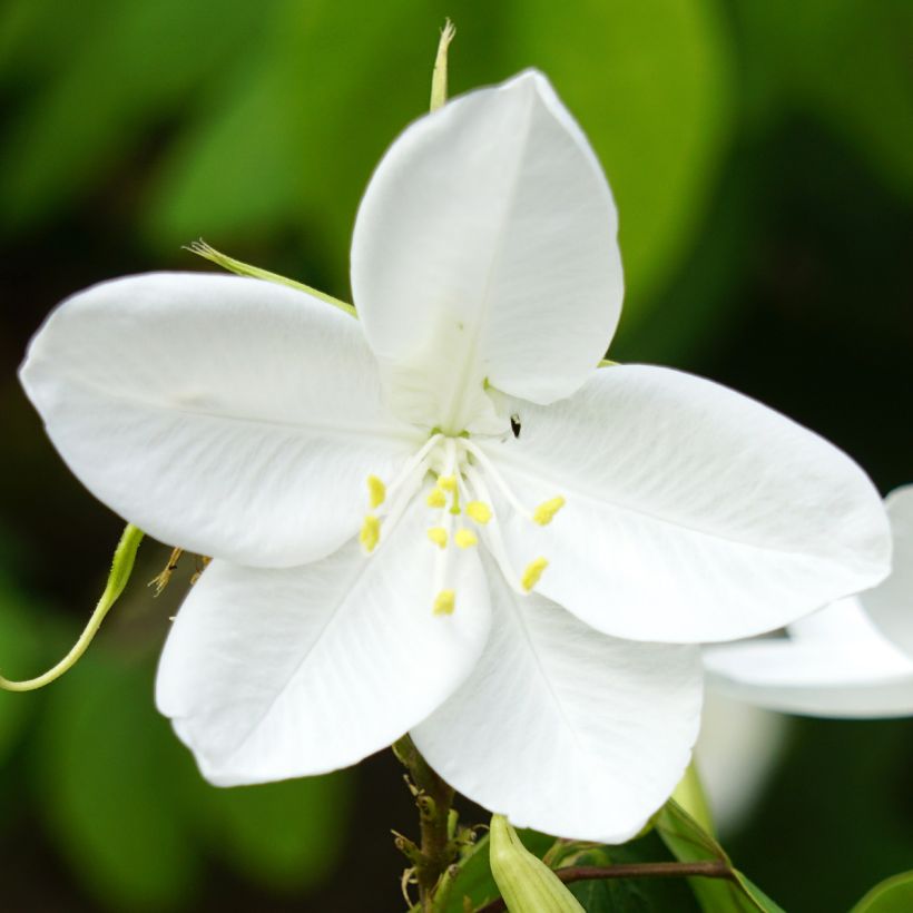 Bauhinia acuminata - Albero delle orchidee (Fioritura)