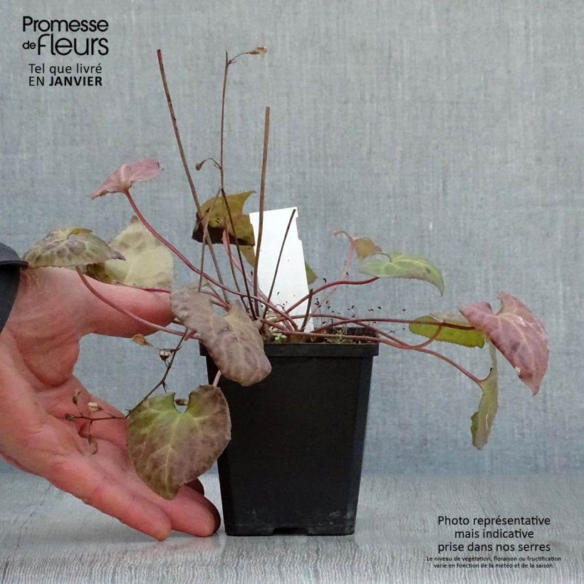 Beesia calthifolia Vasetto da 8/9 cm esemplare consegnato in inverno