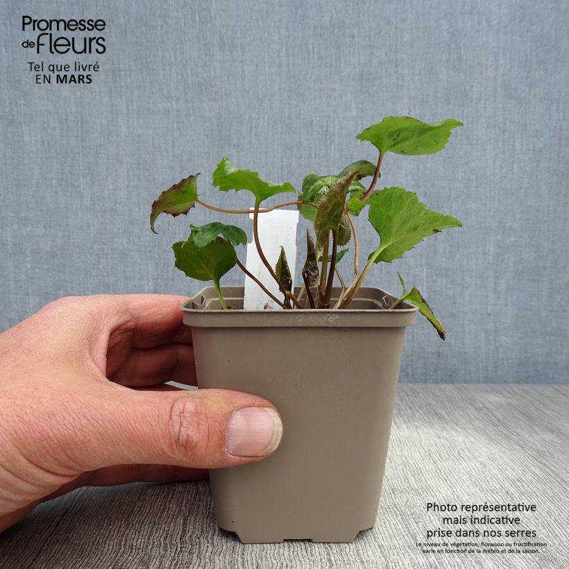 Beesia calthifolia Vasetto da 8/9 cm esemplare consegnato in primavera