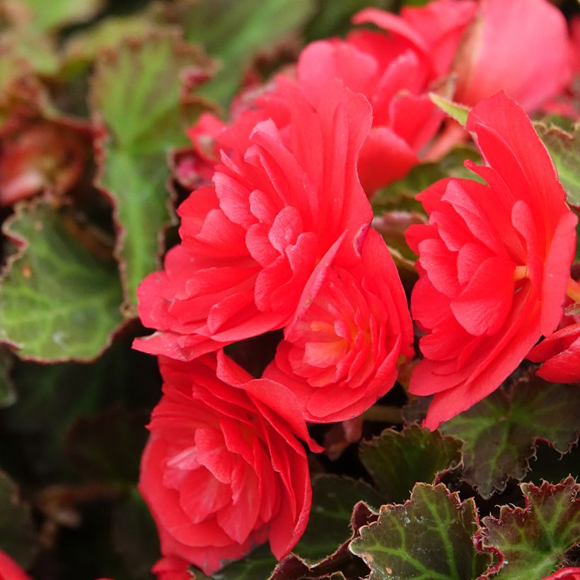 Begonia Bellissa Red (Fioritura)