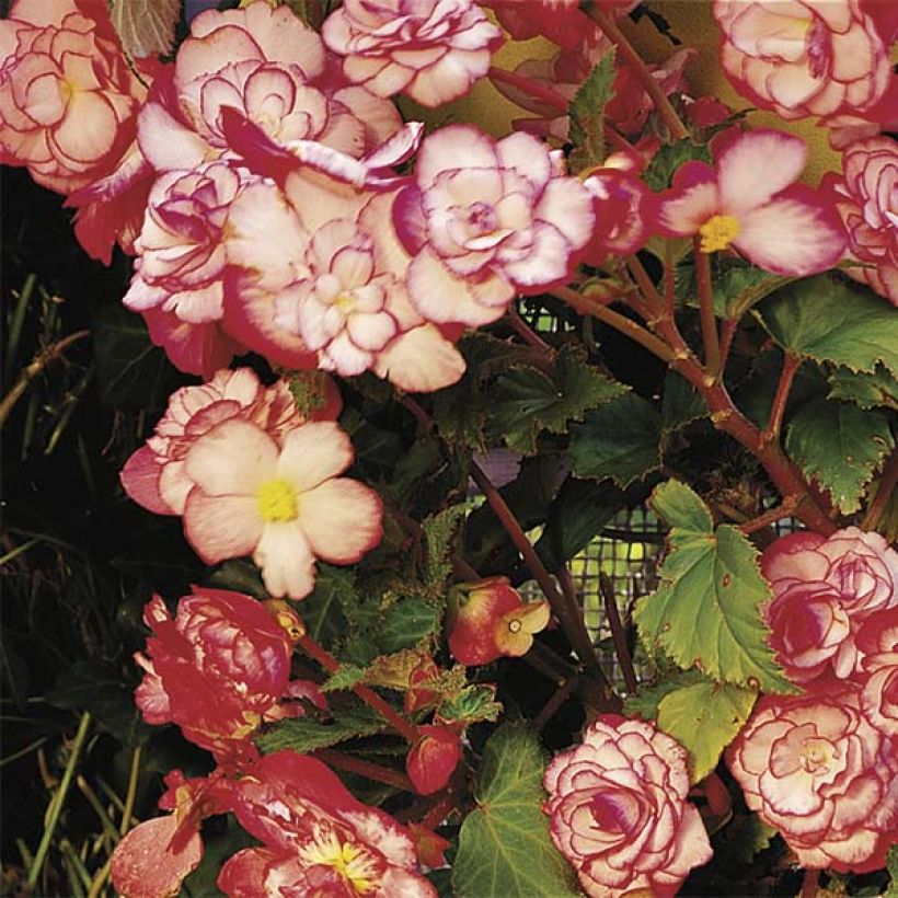 Begonia erecta Bouton de Rose (Fioritura)