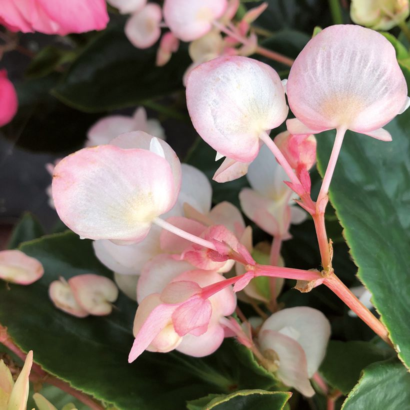 Begonia Dragon Wing White (Fioritura)