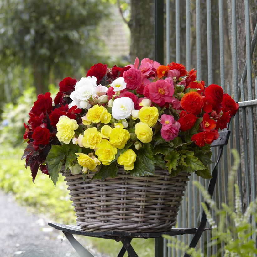 Begonia multiflora Maxima mix sei colori (Porto)