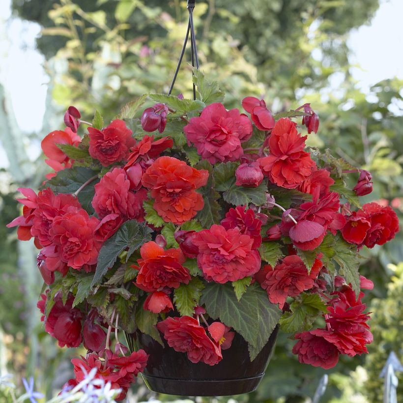 Begonia Odorata Red Glory (Fioritura)