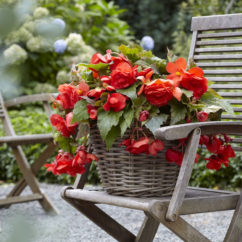 Begonia Odorata Red Glory (Porto)