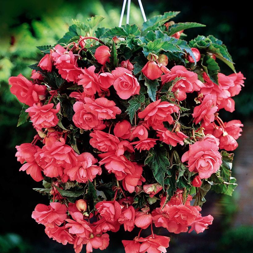 Begonia Pendula Cascade Pink (Fioritura)