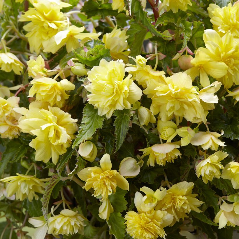 Begonia Pendula Cascade Yellow (Fioritura)