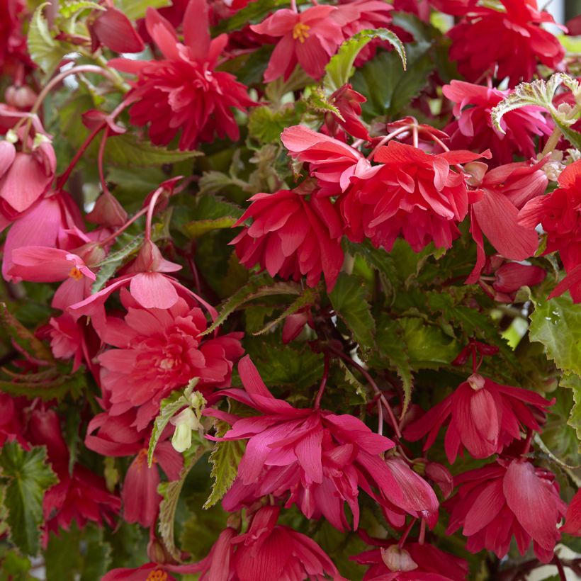 Begonia Pendula Pink (Fioritura)