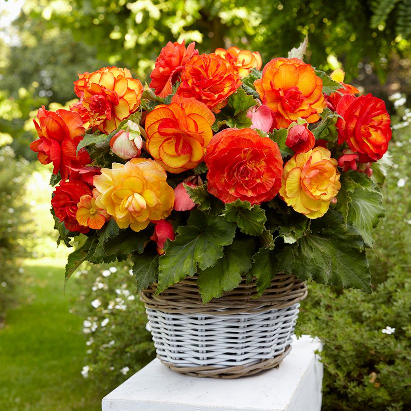 Begonia Sangria (Porto)