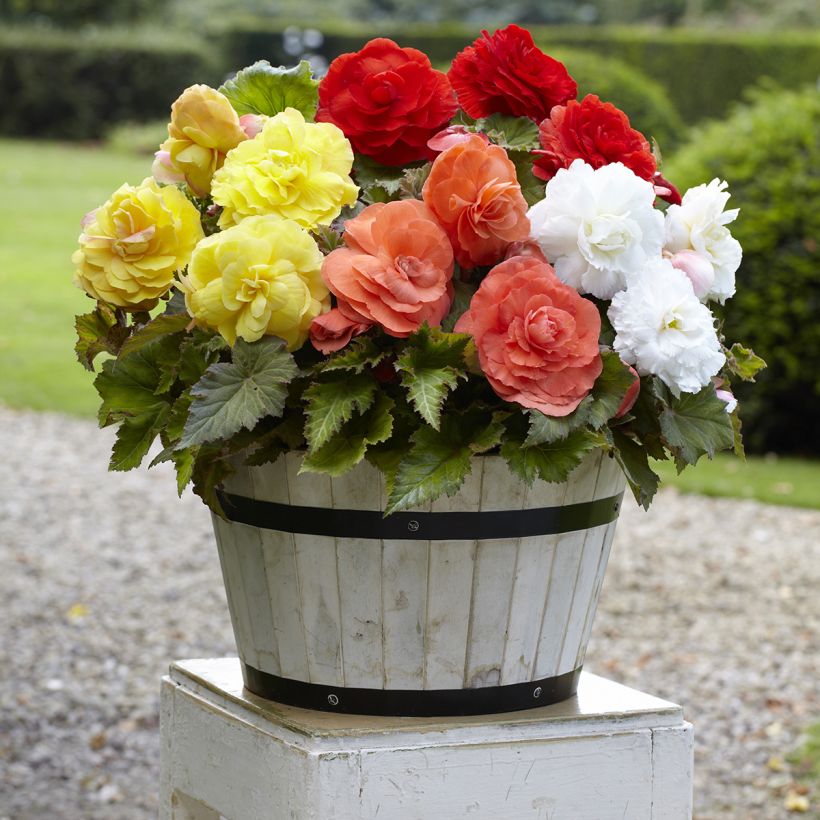 Begonia Superba mix cinque colori (Porto)