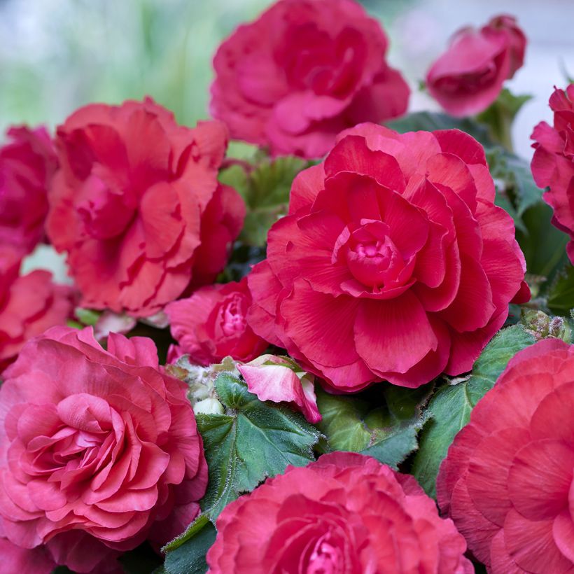Begonia Superba Pink (Fioritura)