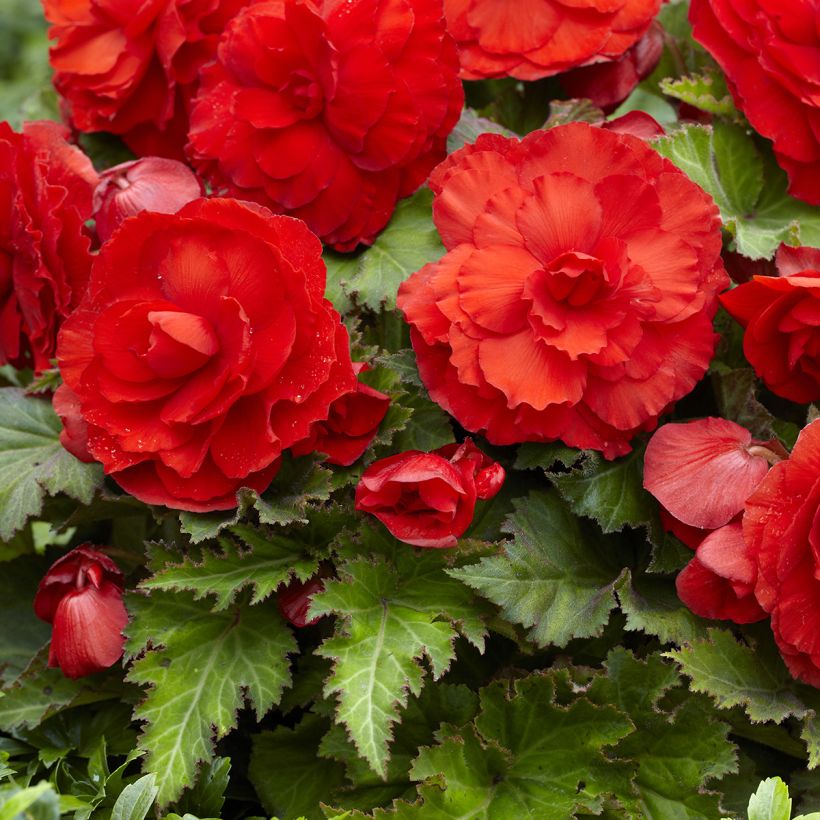 Begonia Superba Red (Fioritura)