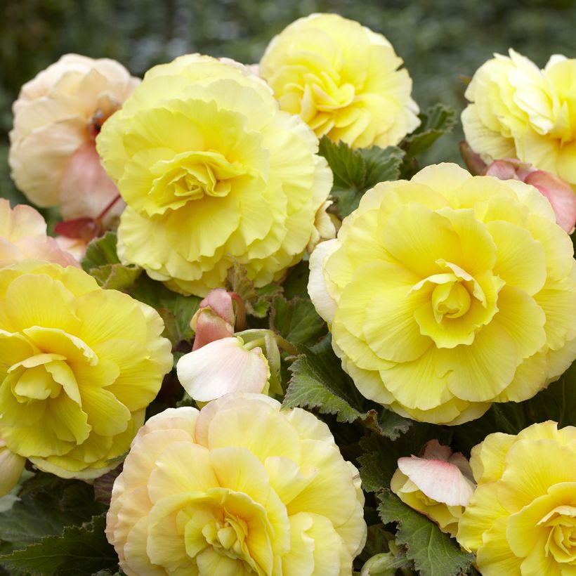 Begonia Superba Yellow (Fioritura)
