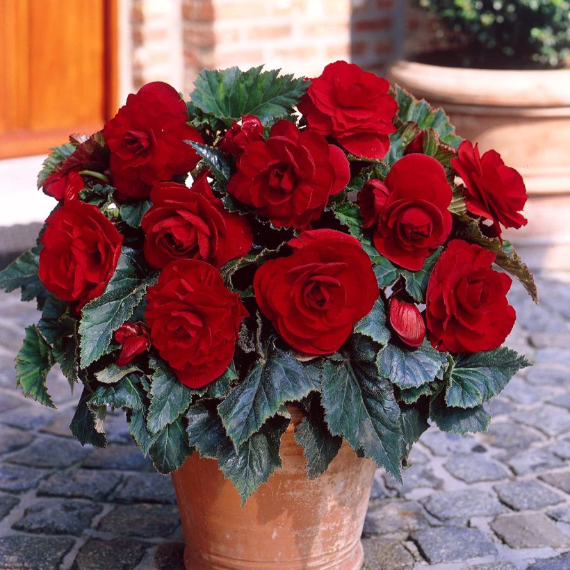 Begonia Grandiflora Dark red (Porto)