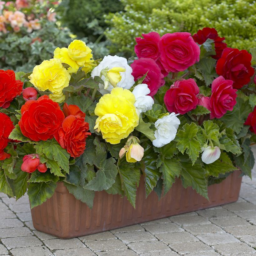 Begonia Grandiflora Double Mix otto colori (Porto)