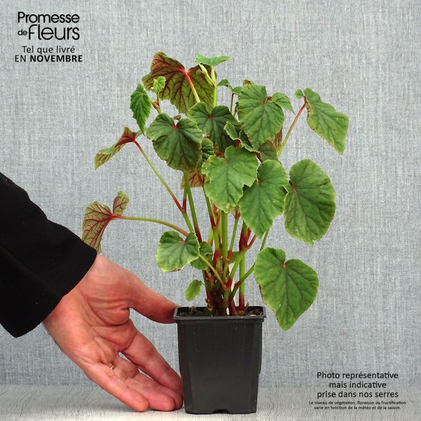 Esemplare di Begonia grandis subsp. evansiana Vasetto da 8/9 cm come consegnato in autunno
