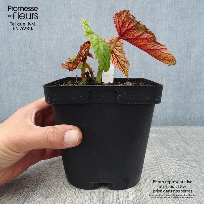 Begonia grandis subsp. evansiana Vaso da 2L/3L esemplare consegnato in primavera