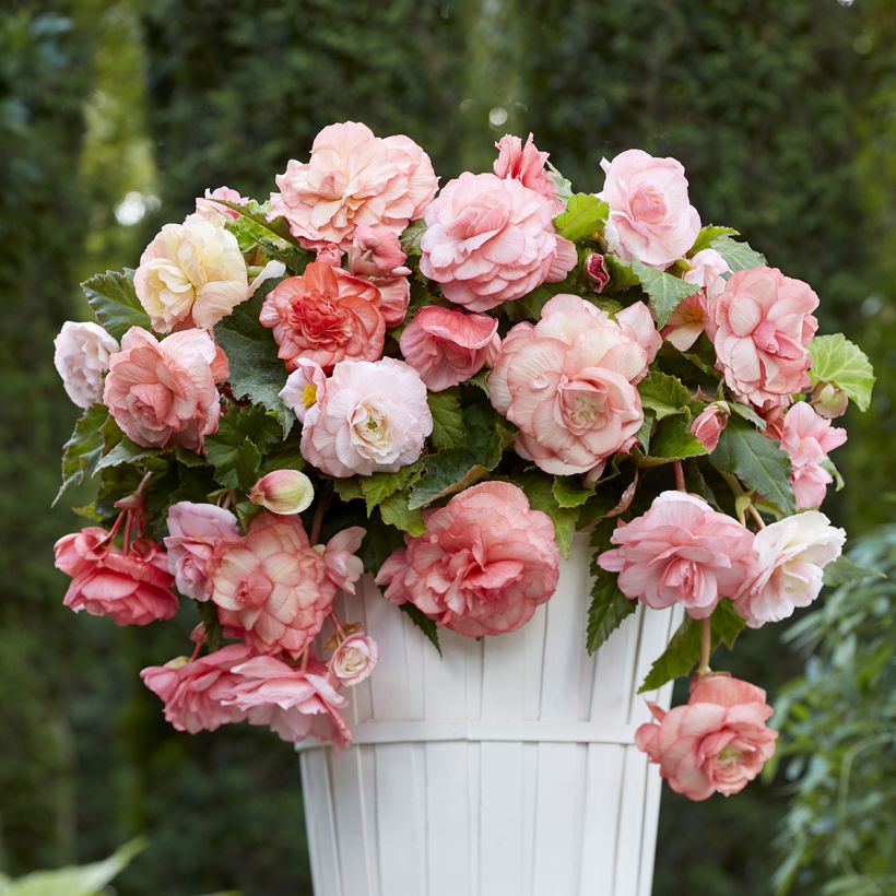 Begonia Pendula Splendide Flamenca (Porto)